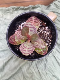 Image 3 of Large Safari Giraffe Mug with Kalanchoe Plant