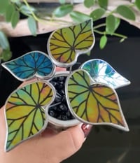 Image 1 of 3D Iridescent Begonia