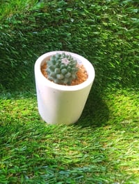 Image 3 of Terrazzo Mammillaria Cylinder Large