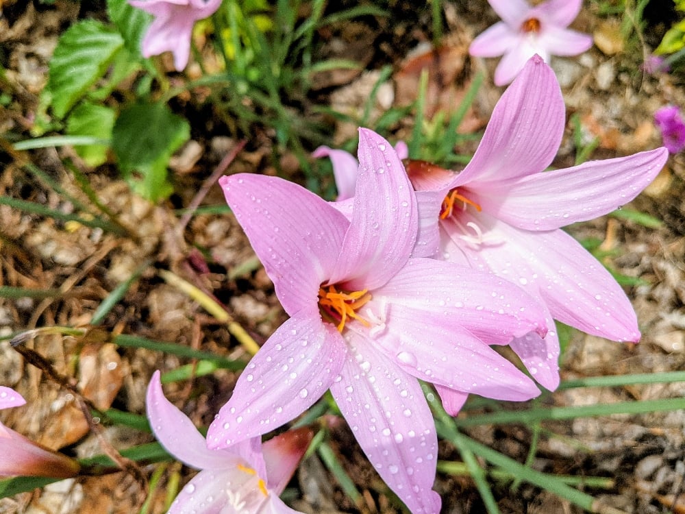 lily⭐︎ Rain lily Chinda Pack of one bulb - Urban Gardens