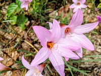 Image 1 of Rain Lily – 5 Pack Bulbs