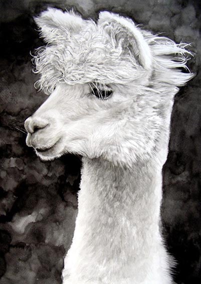 Image of 'Alpaca' by Hazel Adams