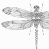 Print: Flowery Dragonfly