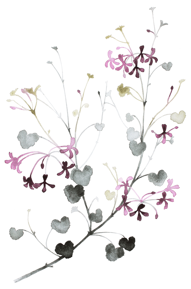 Image of Geranium, Flowers in June