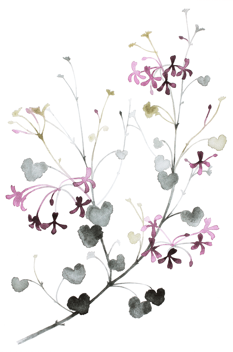 Geranium, Flowers in June / Malin Signahl