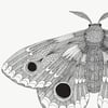 Print: Moth