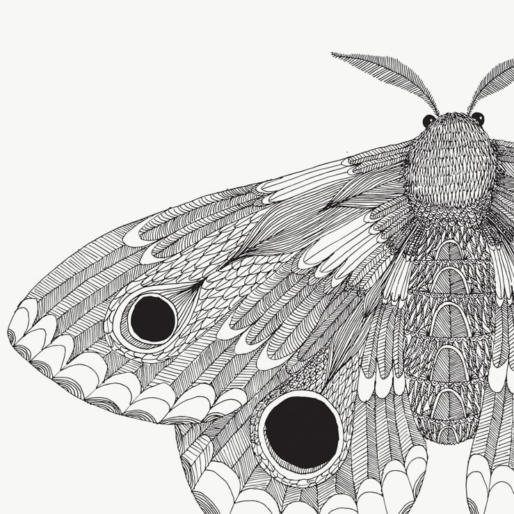 Print: Moth