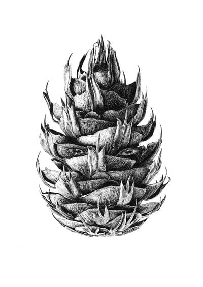 Nature Ninja Limited Edition Print From 18 To CJP Art