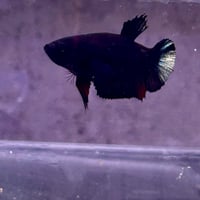 Image of Solid Black Copper Male Halfmoon Betta (Plakat)