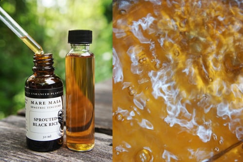 Image of SPROUTED BLACK RICE spagyric tincture - alchemically enhanced plant extraction