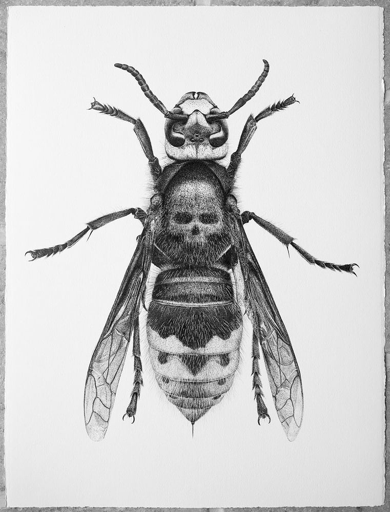 Death's Head Hornet - From £35 to | CJP art