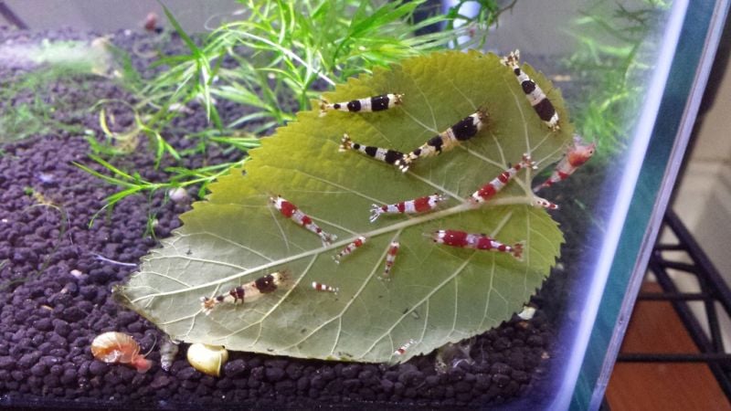Image of 30pcs Fresh Mulberry Leaves - Natural Shrimp/Goldfish/Silkworm food