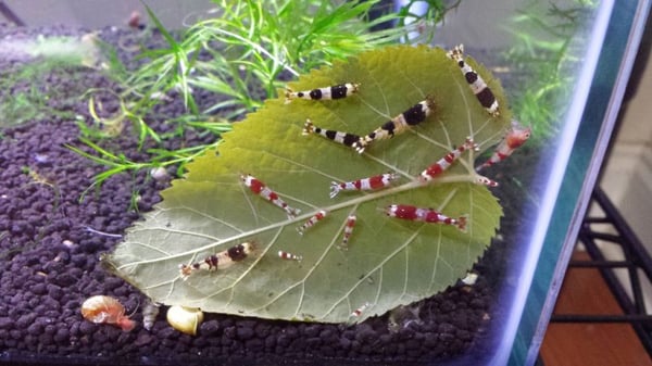 Image of 100pcs Fresh Mulberry Leaves - Natural Shrimp/Goldfish/Silkworm food