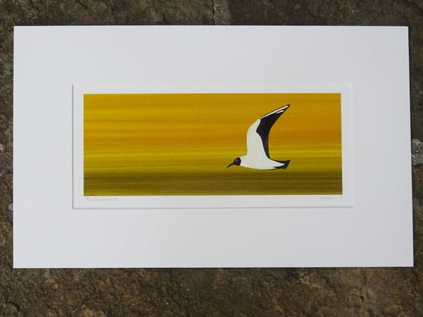 Image of Black headed gull Limited Edition Print