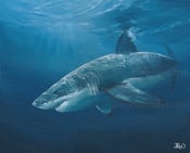 Image of Limited edition great white shark print