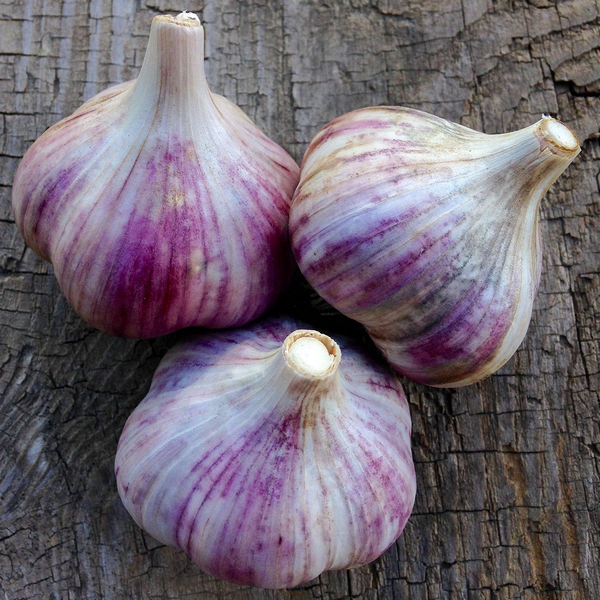 Американский чеснок фото и описание Американский чеснок фото и описание