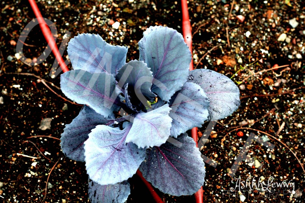 Image of Flower Veins
