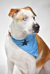 Dog Bandanas Ancadez 