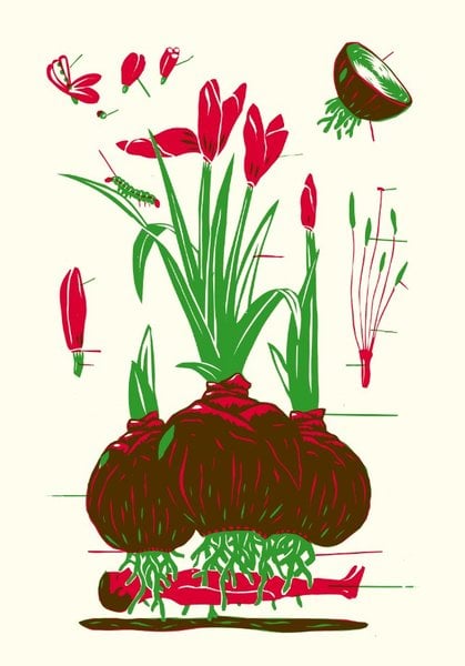 Image of »Amaryllis«