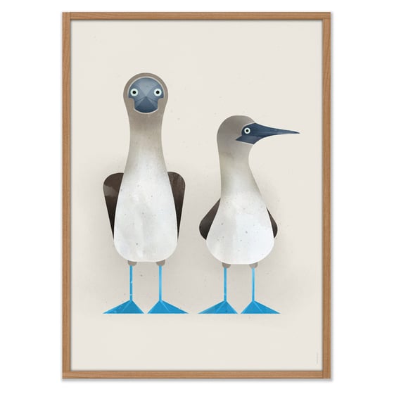 Image of Blue-footed Boobies