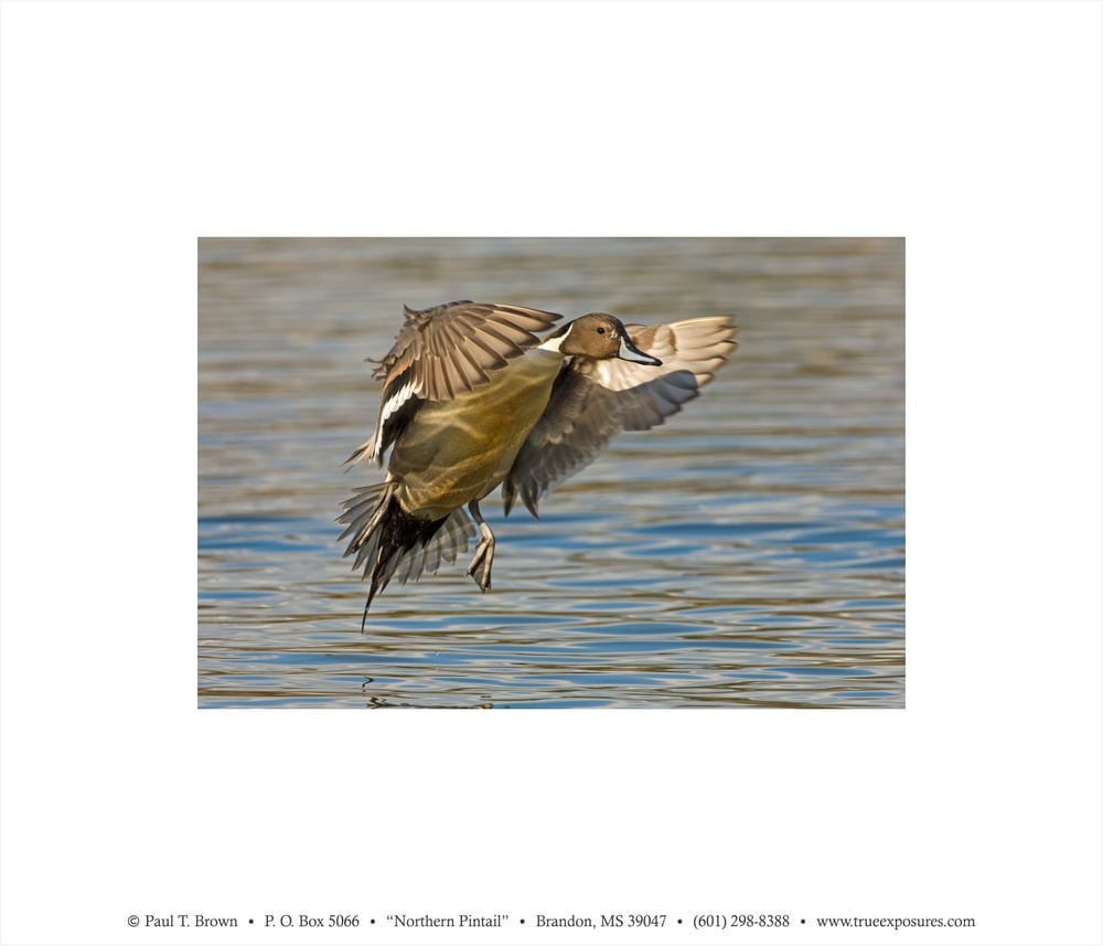 Image of 2017 Mississippi Sportsman License Print (Artist Edition)