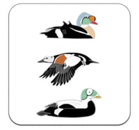 Image 4 of Spectacled Eider - No.20 - Bird Pin Group Series