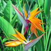 Birds of Paradise