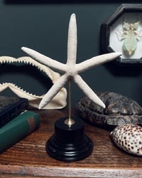Image 1 of White Finger Starfish Stand