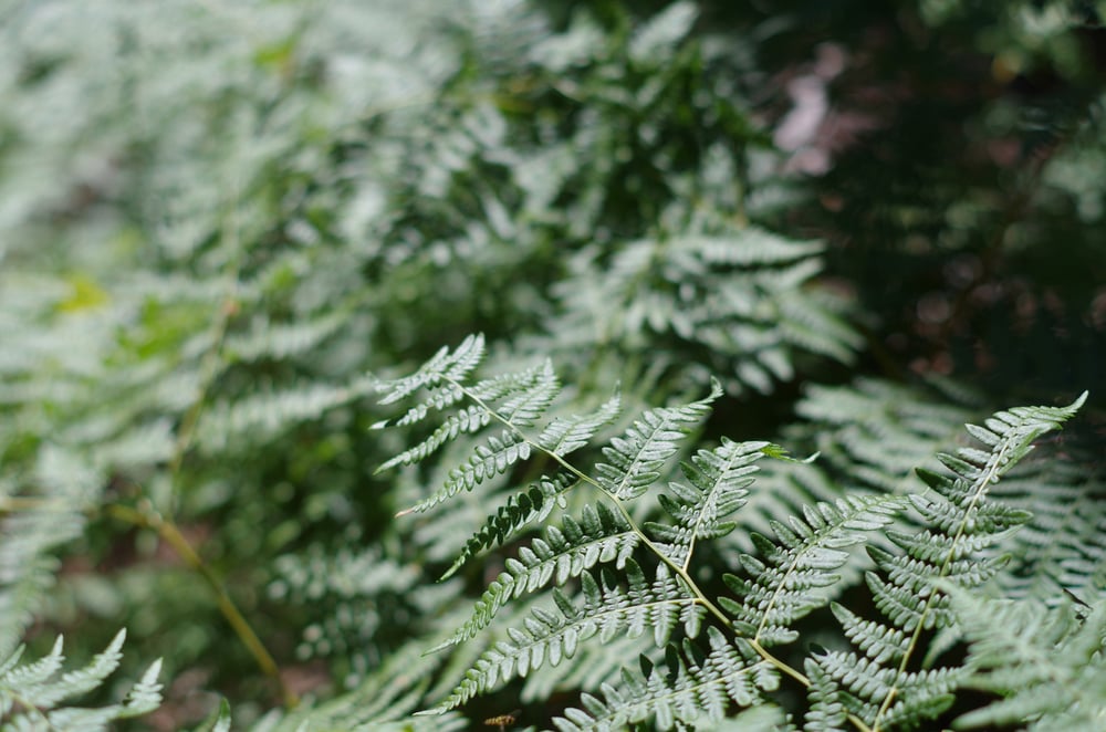 Image of Fern No. 1