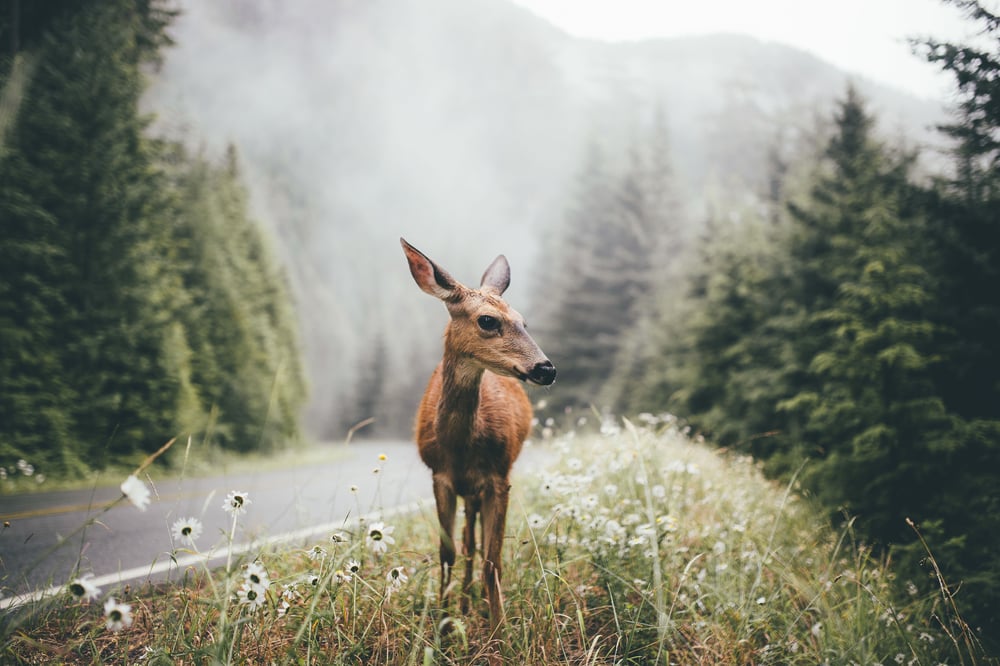 Image of Washington Wildlife