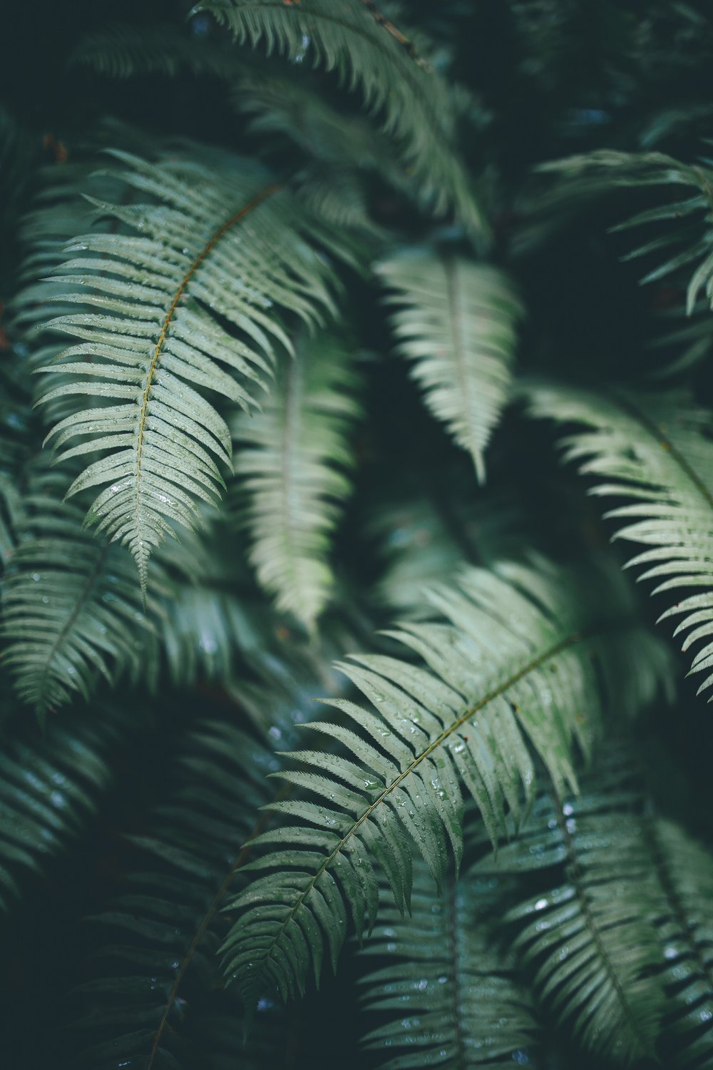 Image of Fern Texture