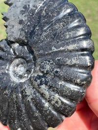 Image 3 of Black Ammonite Fossil With Pyrite #2510
