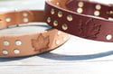 " I Am Canadian" Leather Dog Collar