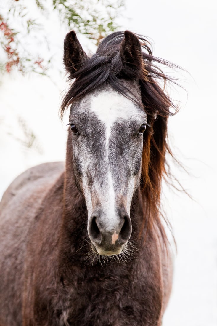 Image of FINCH FARM Cavalry - Colour