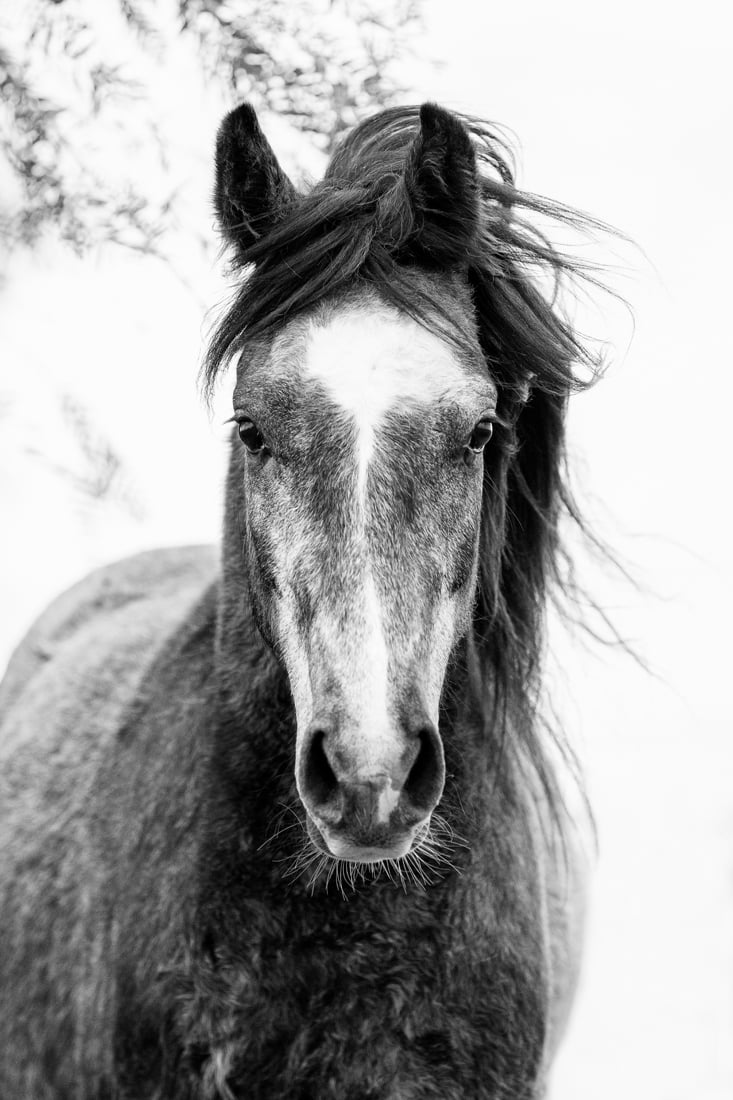 Image of FINCH FARM Cavalry - BW