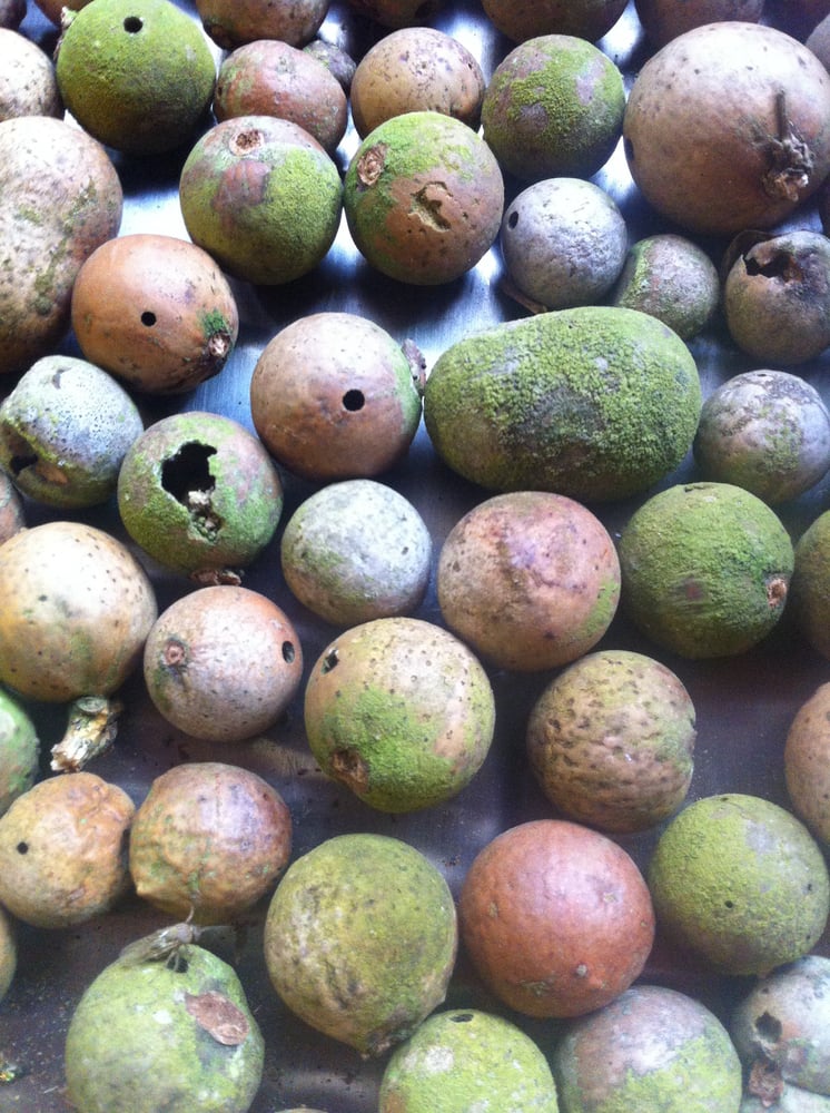 Image of welsh oak galls- hand-ground 25gms