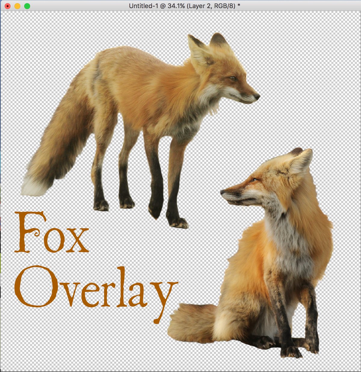 Image of Two Fox Overlay