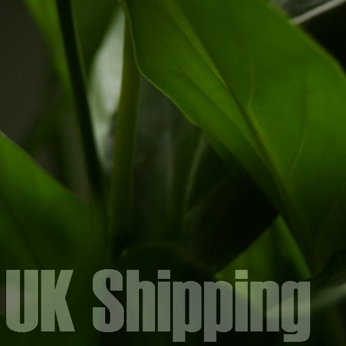 Image of UK Shipping