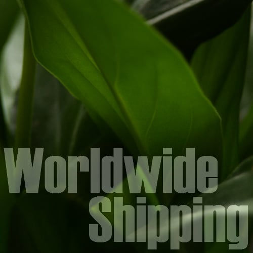 Image of International Shipping