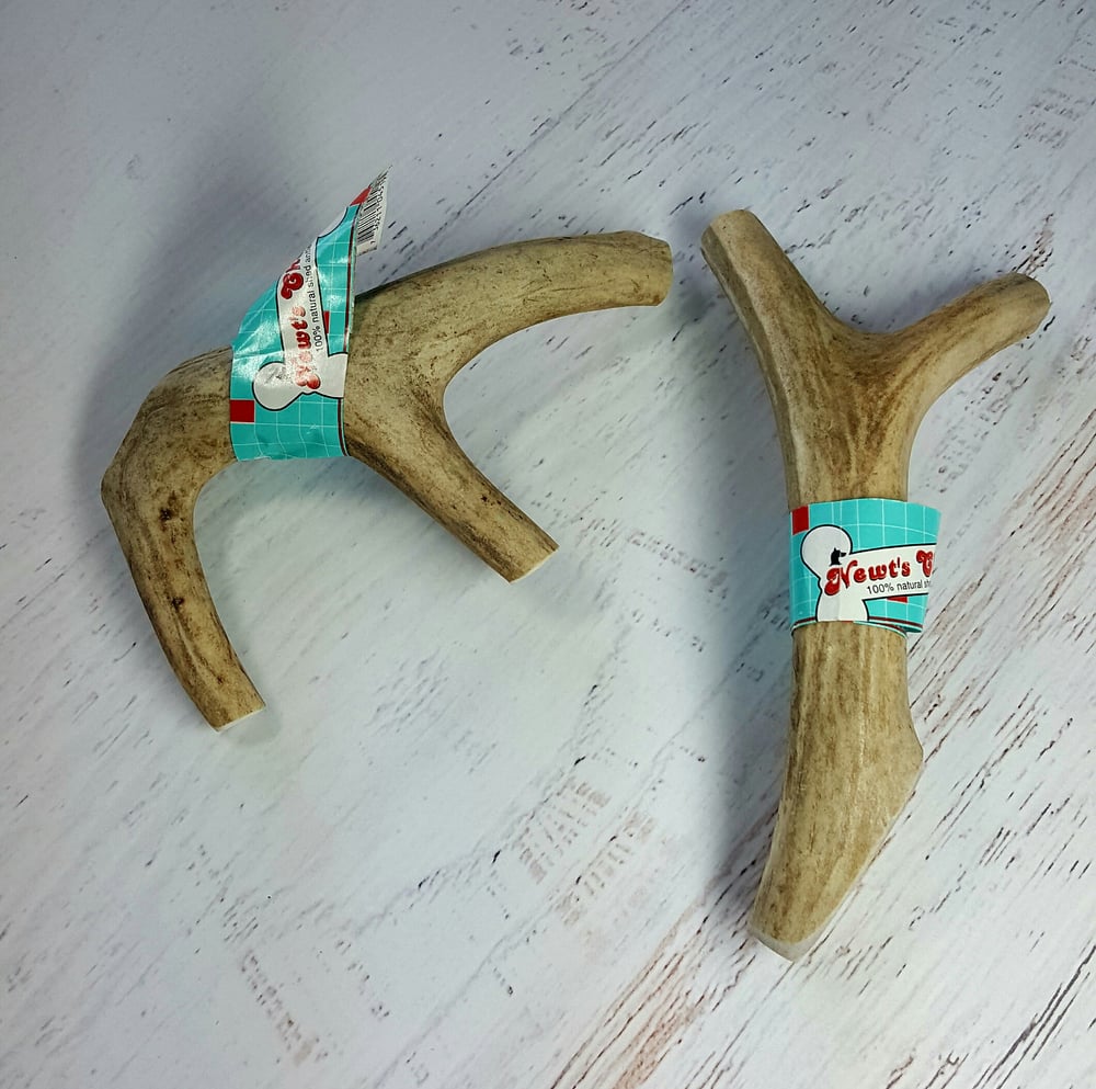 Image of Antlers, Medium Size