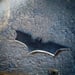 Image of Batarangs - The Dark Knight Trilogy