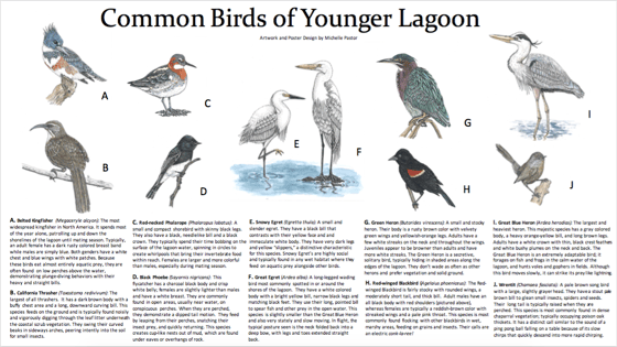 Image of Common Birds of Younger Lagoon