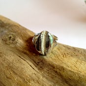Image of cowrie ring in silver