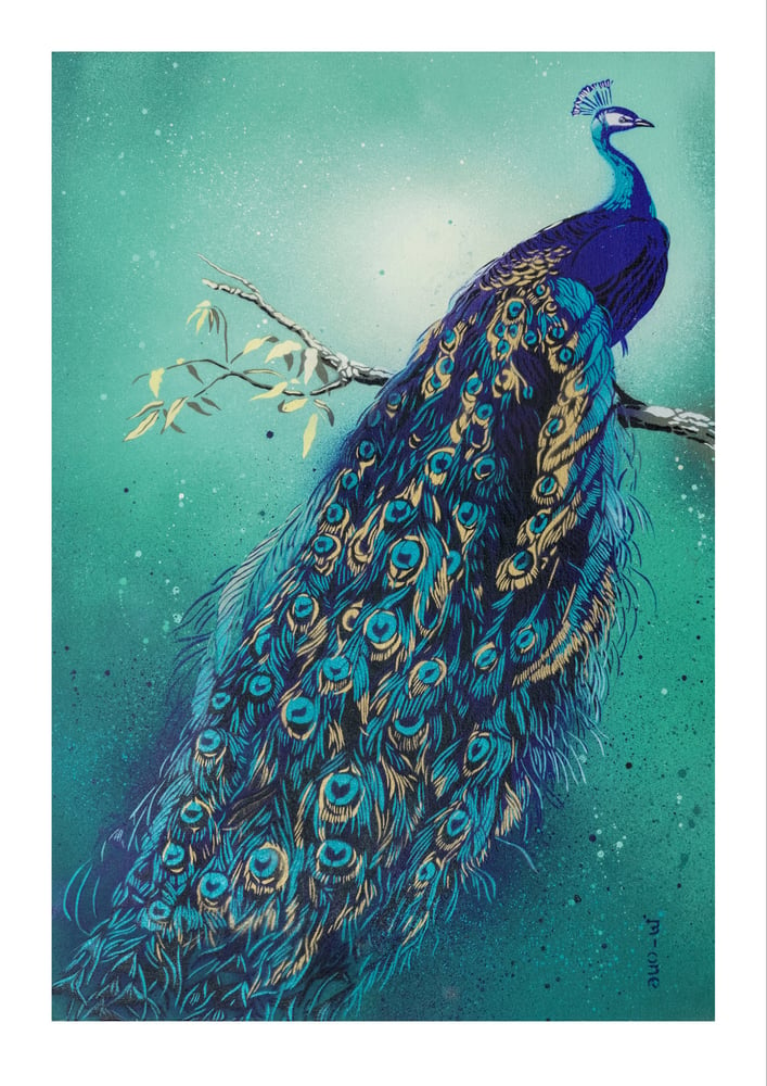 Image of Peacock ( turquoise)