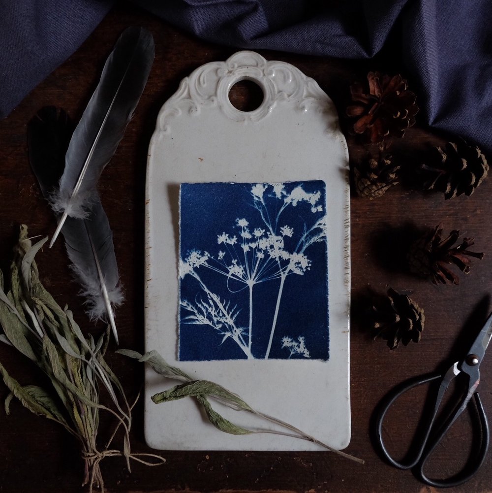 Image of Cyanotype print, Cow parsley