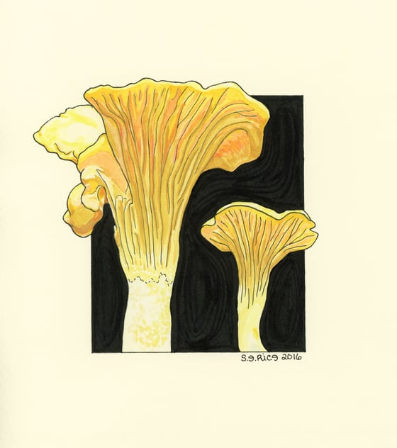 Image of Cantharellus Formosus-Pacific Golden Chanterelle