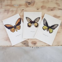 Image 1 of Planches De Papillons (lot De 3).