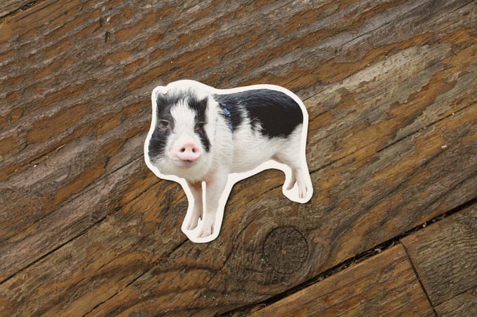 Image of FRANKLIN THE PIG MAGNET