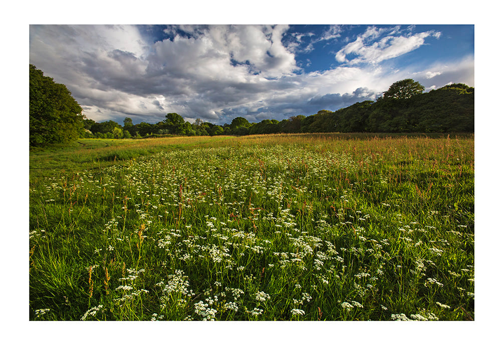 Image of Wild flower field