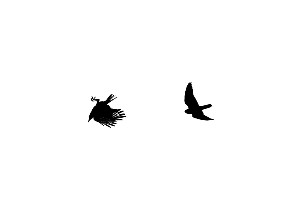 Image of Kestrel vs Crow